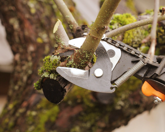 Tree Services